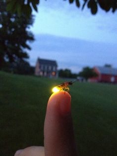 a tiny insect is sitting on the tip of a lighter in someone's finger