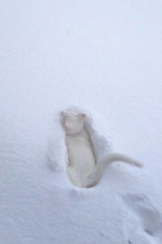 a white dog is playing in the snow