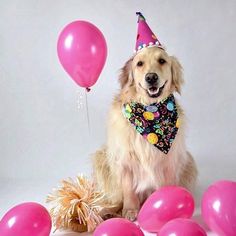 a dog wearing a party hat and bandana sitting in front of some pink balloons