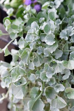 some green and purple plants in a pot