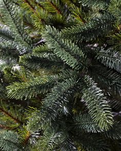 the branches of a pine tree with green needles