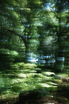 the sun shines through the trees and leaves on the ground in this photo, it looks like they are blurry