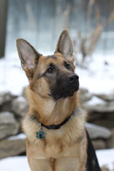 a german shepherd dog sitting in the snow