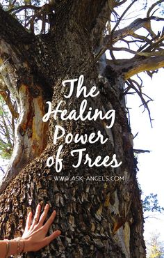 Reiki Healer, Reiki Symbols, Forest Bathing, Energy Medicine, Vibrational Energy, Reiki Master, Healing Power, Spiritual Guidance