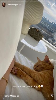 an orange cat laying on top of a bed next to a person's arm