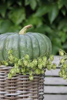 a large green pumpkin sitting on top of a wicker basket next to some hops