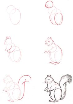 several different types of squirrels are shown in this drawing lesson, including the tails and tail