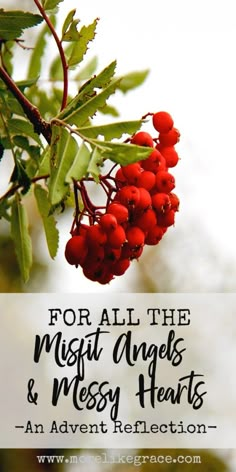 red berries hanging from a tree with the words for all the music angels and messy hearts