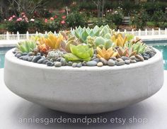 a bowl filled with lots of succulents next to a pool