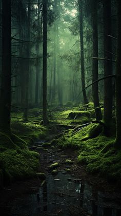 a stream running through a forest filled with green moss covered ground and trees in the background