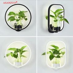 four different images of plants in glass vases with lights on the wall and below them