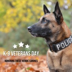 a german shepherd dog wearing a k9 veteran's day collar