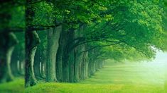 two pictures side by side with trees and grass in the foreground, one is green