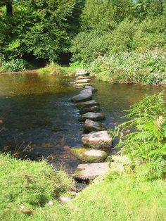 stepping stones across a stream in the woods