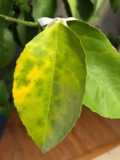 Lemon Tree Yellow Leaves: Causes, How to Fix and Prevent It Lemon Tree Backyard Landscaping, Lemon Tree Indoors, Lemon Tree Care, Lemon Trees In Pots, Lemon Trees, How To Repot A Lemon Tree, Lemon Tree Potted Care, Myers Lemon Tree, Lemon Tree Dwelling