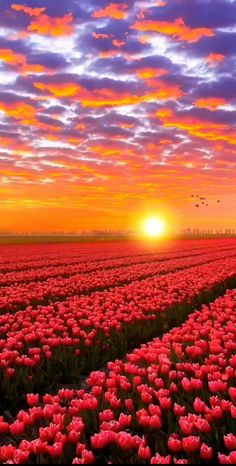 the sun is setting over a field of tulips