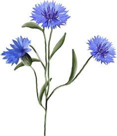 three blue flowers with green stems on a white background