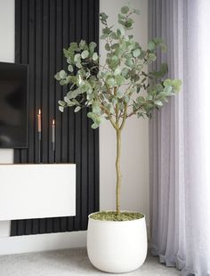 a potted plant sitting on top of a white table next to a tv monitor