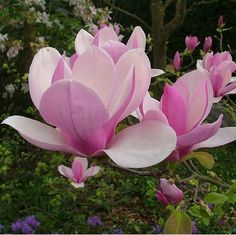 pink and white flowers blooming in the middle of a garden with trees behind them