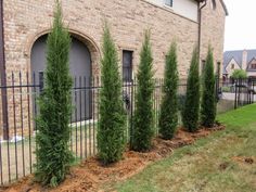 a row of green trees in front of a brick building with a black fence and gate