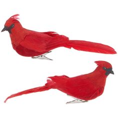 two red birds sitting on top of each other in front of a white background,