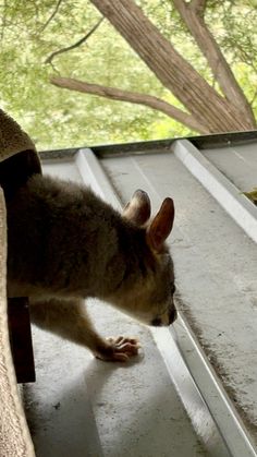 a small animal standing on top of a wooden floor next to a window sill