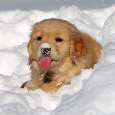 a brown dog laying in the snow with its tongue out and it's tongue hanging out