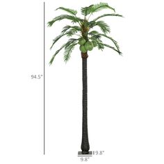 a tall palm tree with lots of green fruit on it's top and bottom