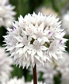 a white flower with purple tips in the middle