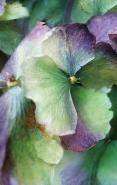 purple and green flowers are blooming in the garden