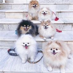 four pomeranian dogs sitting on the steps with their leashes