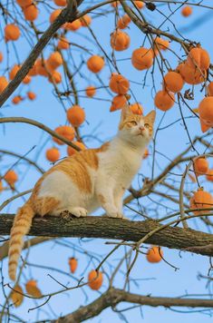 an orange and white cat sitting on top of a tree branch with fruit hanging from it's branches