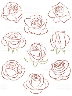 different types of roses drawn in red ink on white paper royalty art illustration, flower drawing,