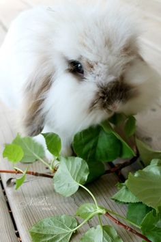 a small white rabbit eating leaves on the ground