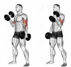 El mejor programa de entrenamiento bíceps para garantizar el mayor bíceps - Smart Life RD Dumbbell Bicep Workout