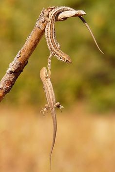 I'll never let go Jack, I'll never let go. Wildlife Nature, Lizards, Gecko, Amphibians, Animals Friends, Nature Photos, Beautiful Creatures, Animal Kingdom