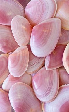 close up view of pink seashells in the shell for background or wallpaper