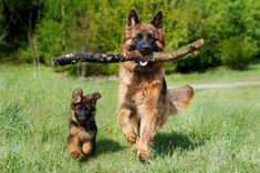 a german shepherd dog carries a stick in its mouth as it runs through the grass