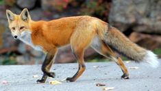 a red fox is walking on the pavement