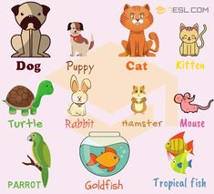 an image of different animals and their names