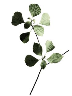 a plant with green leaves is shown on a white background