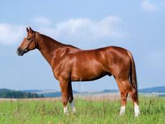 a brown horse standing on top of a lush green field