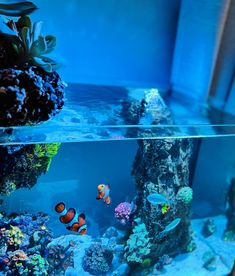 an aquarium filled with lots of different types of fish and corals in the water