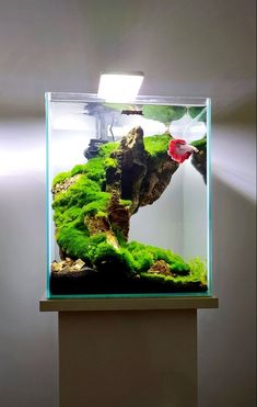 an aquarium filled with green plants and rocks