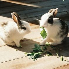 two small rabbits are eating leaves on the wooden decking area, one is white and the other is black