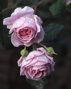 two pink roses with water droplets on them