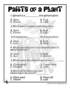 parts of a plant worksheet with answers and answer sheet for grade 1 students