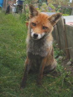 a red fox sitting in the grass next to a fence