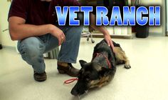 a man kneeling down next to a black and brown dog with red leash on it's head