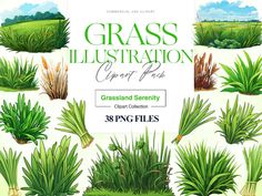 grass illustrations with different types and colors